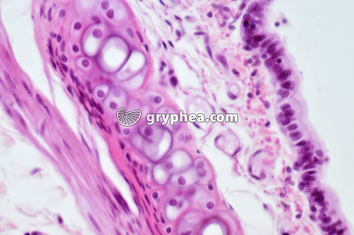 Trachée Rat x160 - gryphea.org